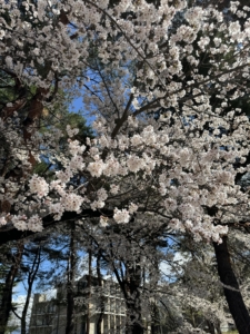 今年も🌸桜🌸が綺麗です！