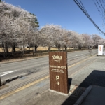 当店目の前、佐久医療センターの桜は佐久市でも有数のお花見スポットです🌸